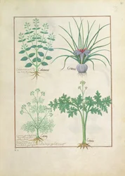 Calament, Crocus, Carvi et Citusa, illustration du Livre des Simples Médecines par Mattheaus Platearius 121r
